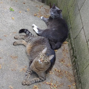 A striped cat and grey tuxedo cat